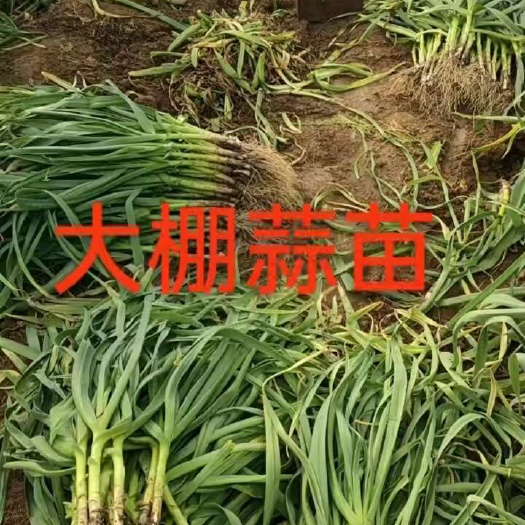 潍坊山东坊子大棚蒜苗