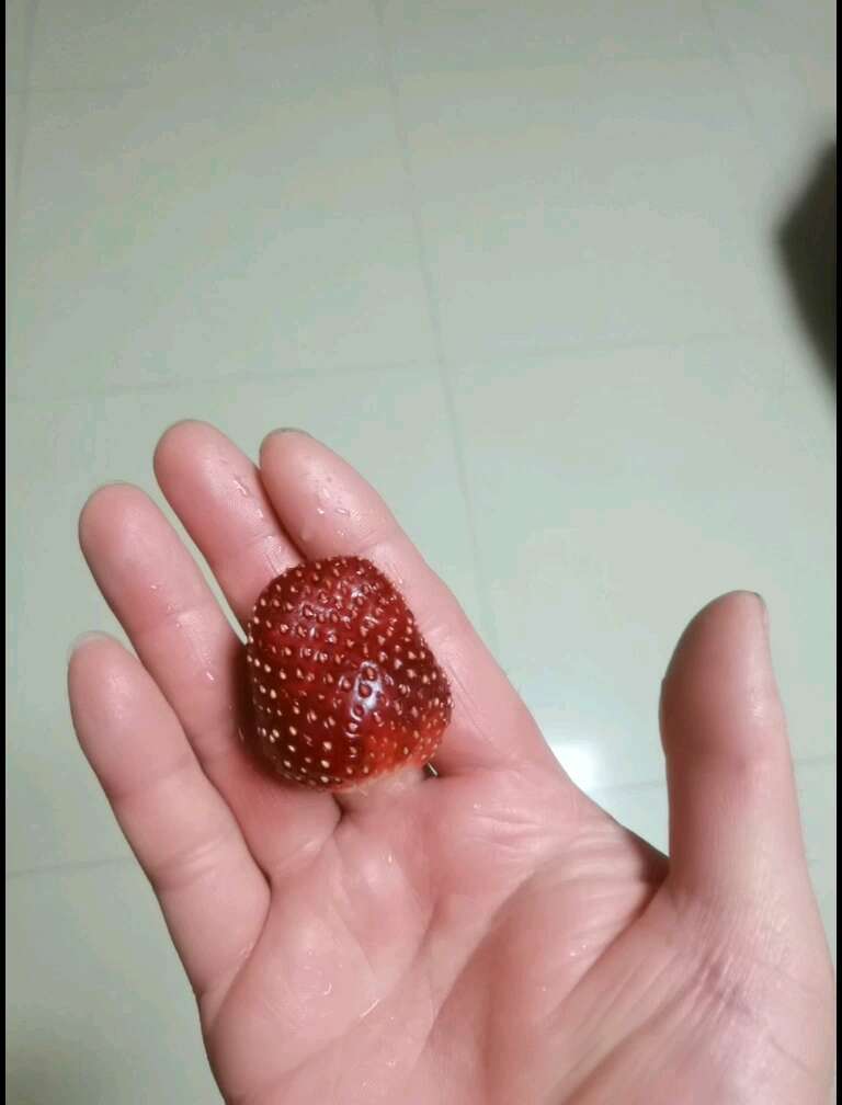 脱毒草莓苗，个头大