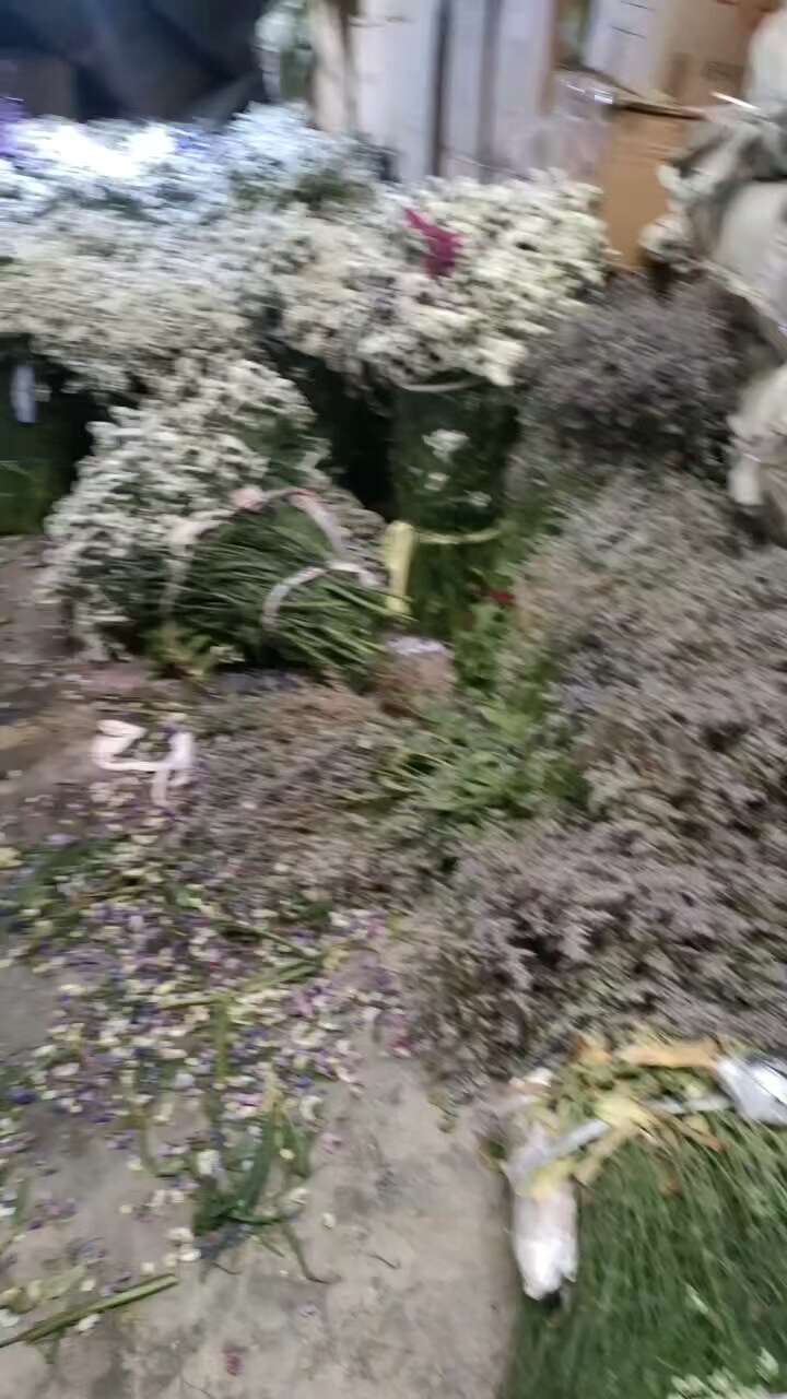 云南勿忘我鲜切花 干花 情人草 水晶草