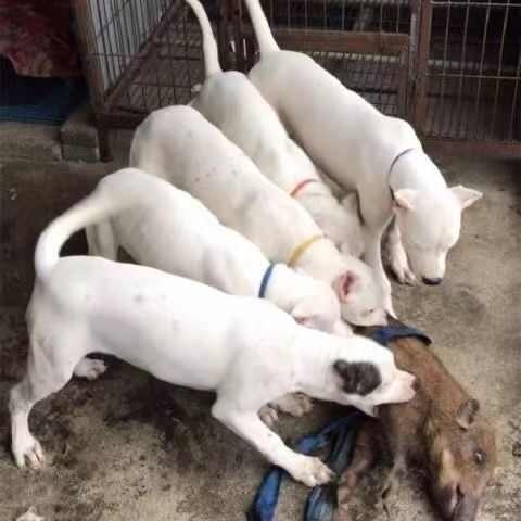 南昌精品纯种杜高犬上山打猎斗犬性格猛凶公母都有疫苗驱虫已做