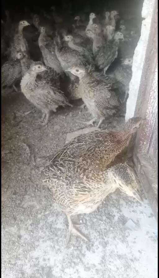 七彩山鸡脱温苗