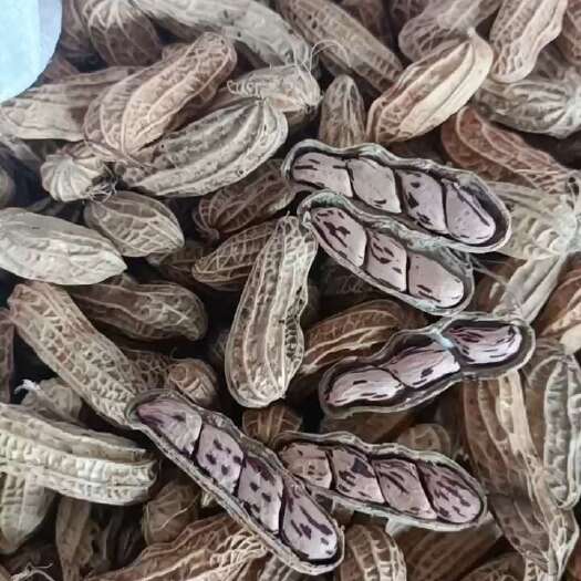 南宁云南七彩花生