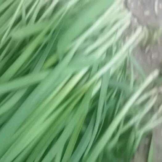 上海韭菜