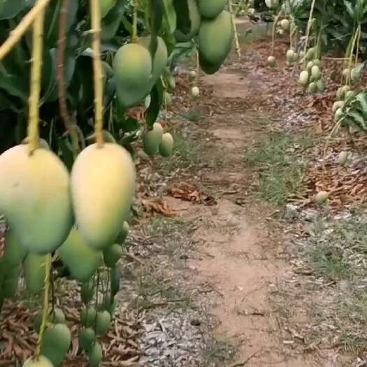三亚海南台农芒果