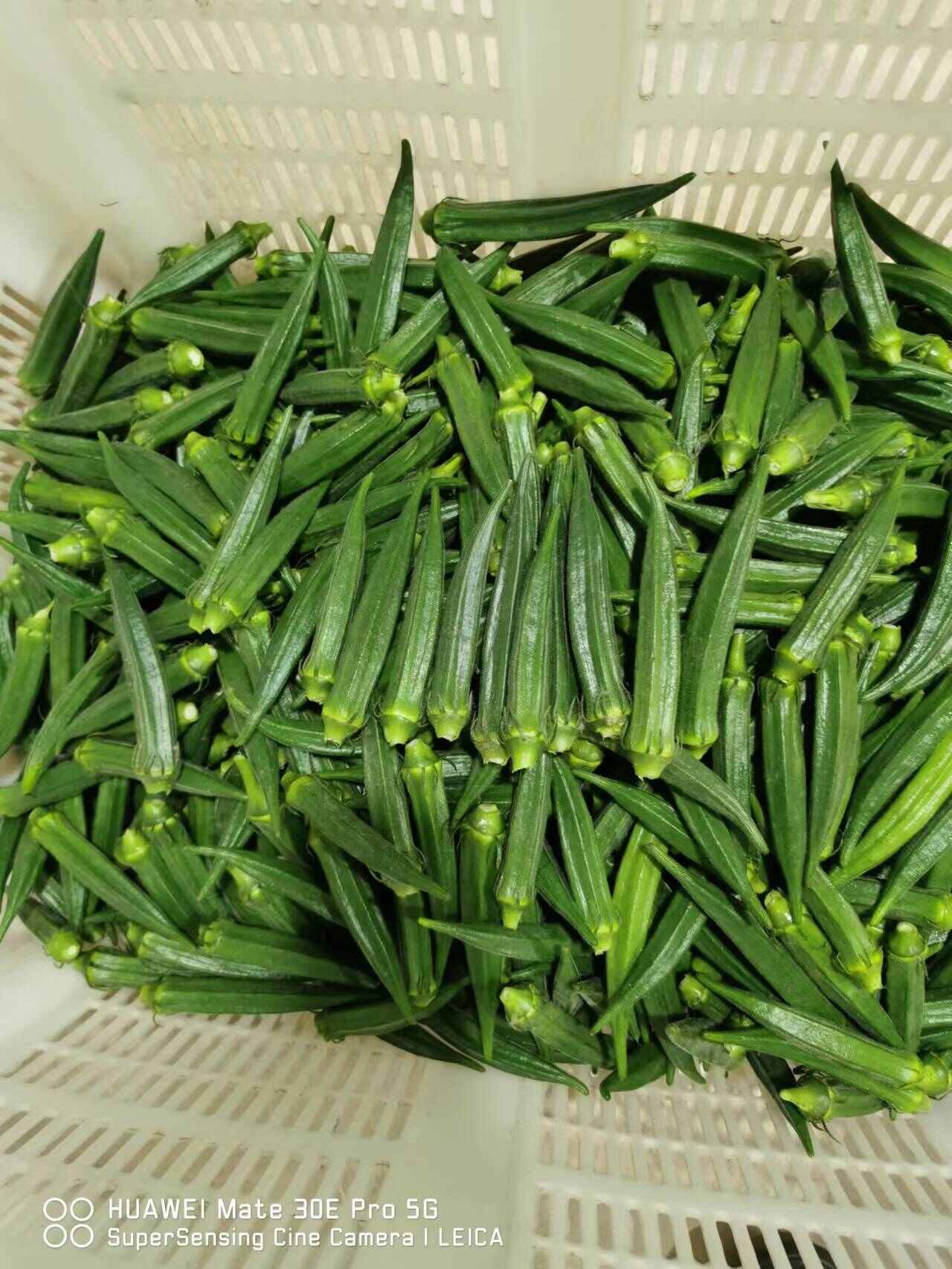 水果秋葵種子