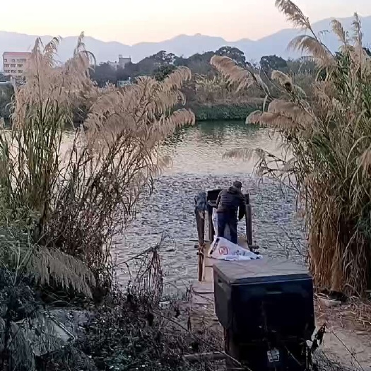 厦门叉尾鮰鱼