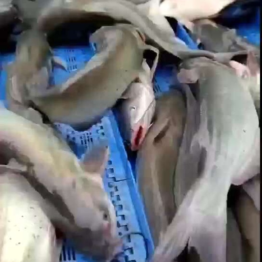 中牟县开背清江鱼，鮰鱼半成品