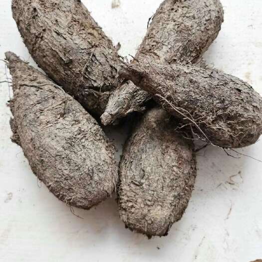 新鲜入地老鼠
