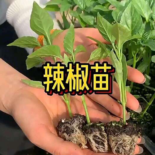 祁东县蔬菜苗四季蔬菜秧苗青辣椒螺丝椒薄皮椒苗朝天椒苗灯笼椒线椒盆栽