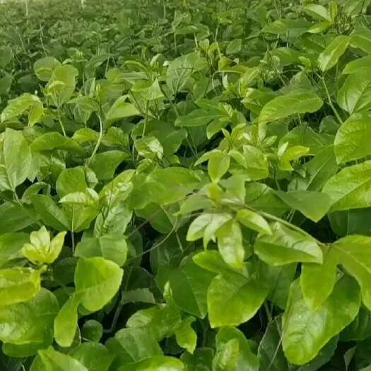 灵山县百香果苗