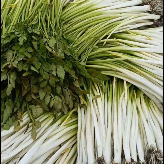 上海野芹菜