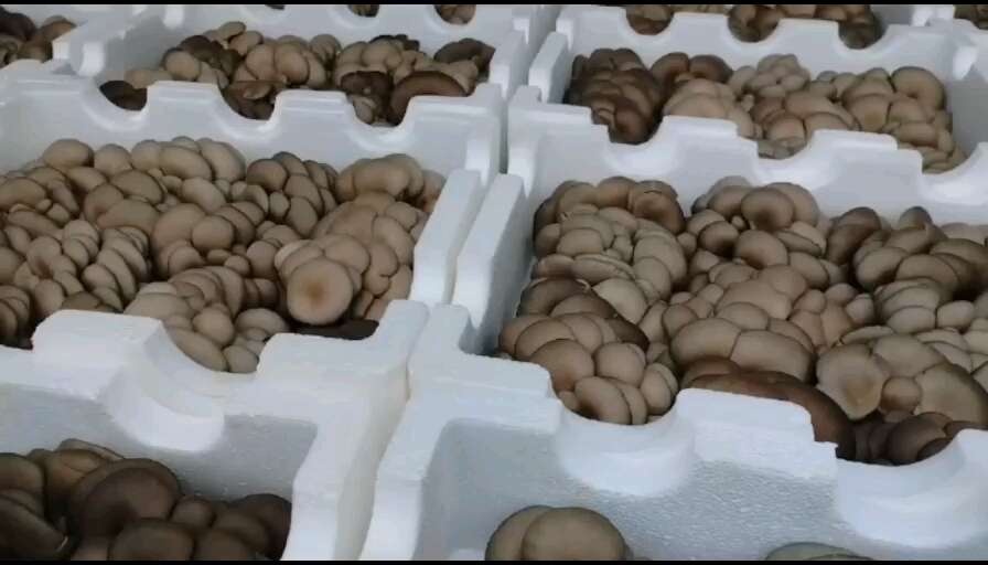 蘑菇