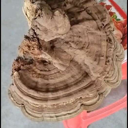 仁寿县树舌太岁灵芝