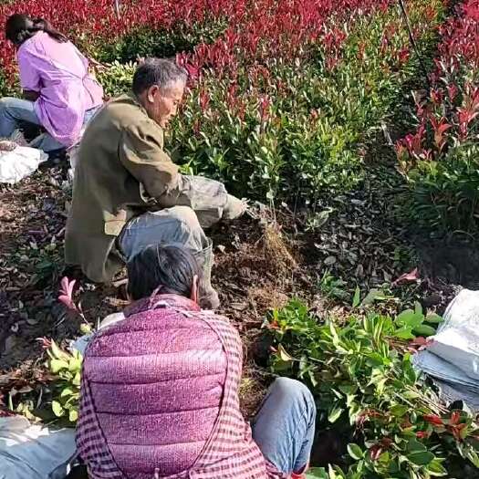 沭阳县苗木出售