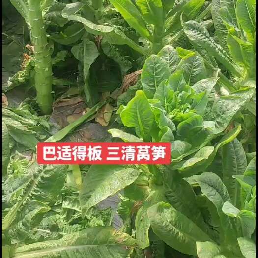 雅安看过来