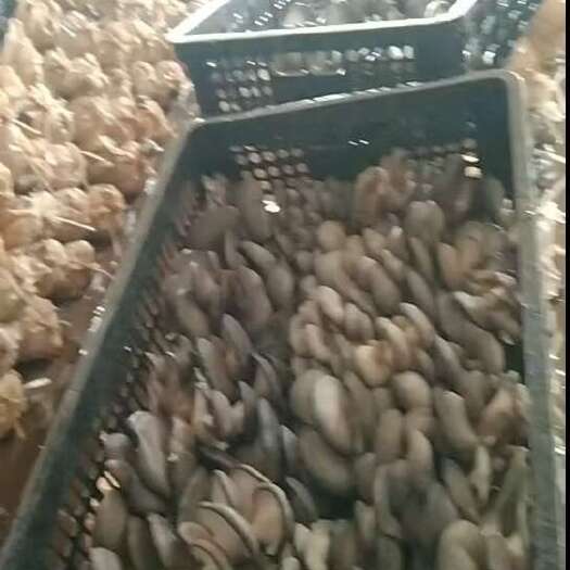 聊城精品蘑菇