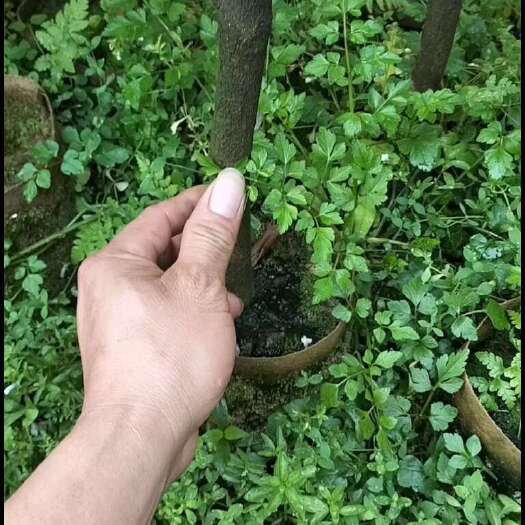灵山县桃金娘苗 桃金娘杯苗，大量现货