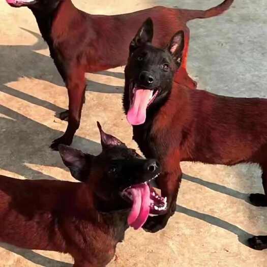 株洲【爆款】爆红2-3个月双血统马犬精品纯种幼犬看家护院放牛放羊