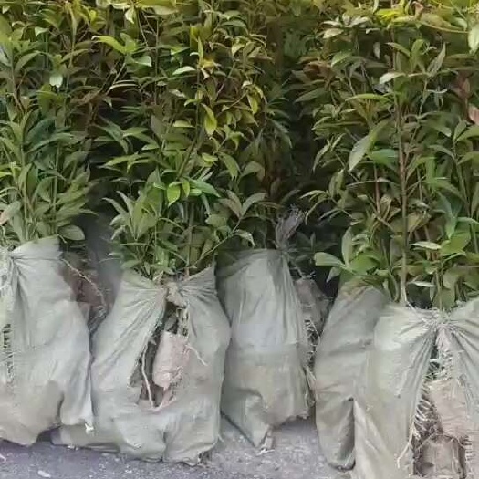 楠木