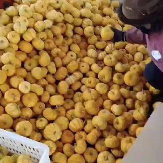 寿光市精品桔瓜