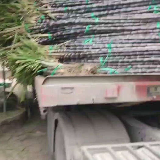 潍坊广西玉林黑皮甘蔗，脆甜好削皮，平均三米三左右