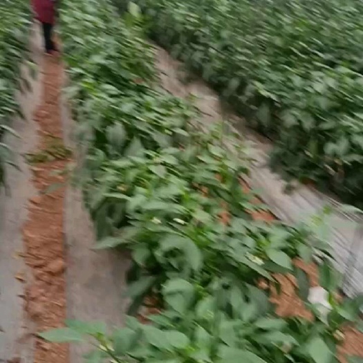 宁都县辣椒