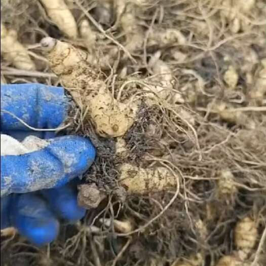 池州黄精种苗
