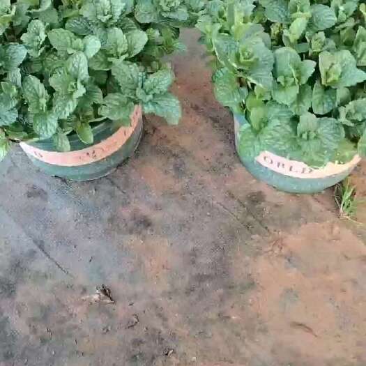 青州市青州直发新鲜薄荷苗 盆栽种植两用 双色盆，加仑盆现货供应