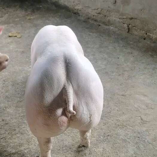 长白种猪：体型好，长势快，发情明显