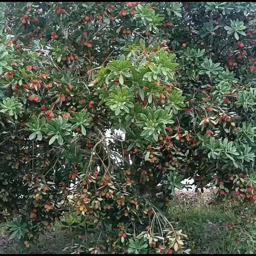 芜湖杨梅果树