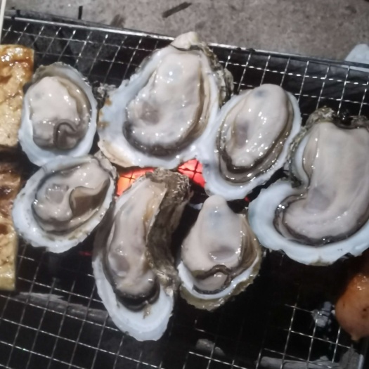合浦县北海产地生蚝，壳薄肉肥爽脆，长期供应，寻求合作伙伴。