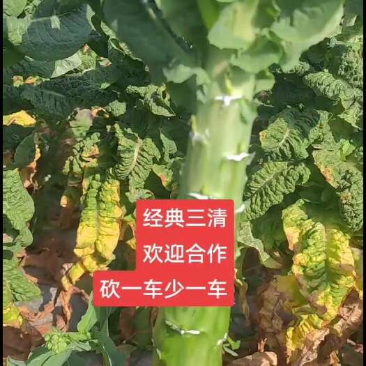 会理市欢迎合作