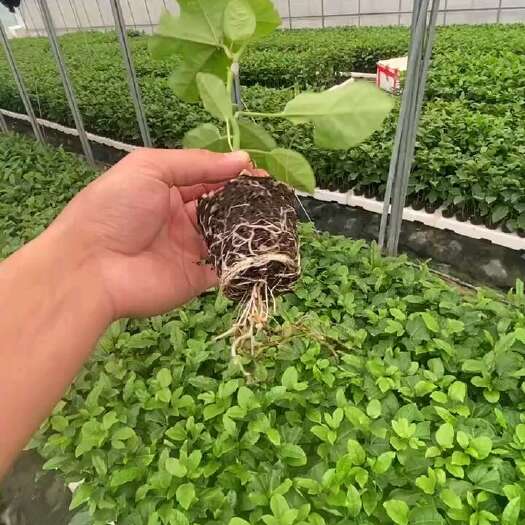 灵山县黄金百香果苗