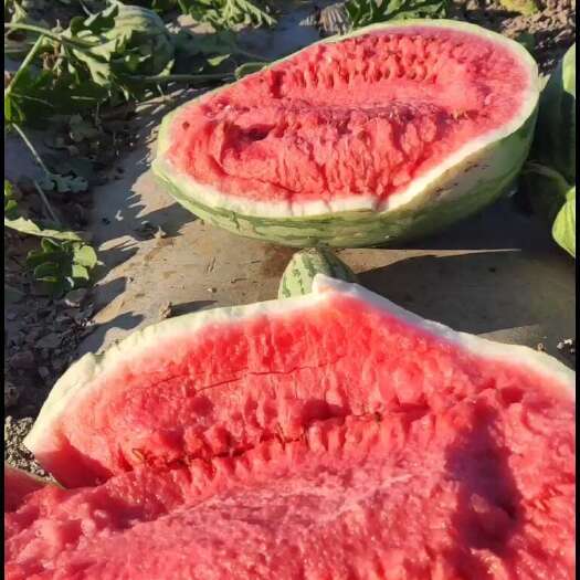 夏天的西瓜新疆产地