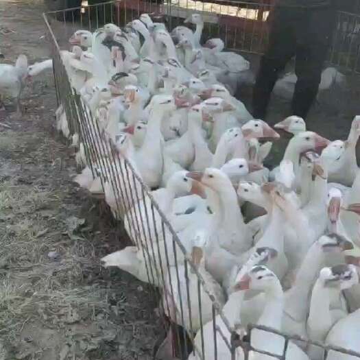 成都鹅