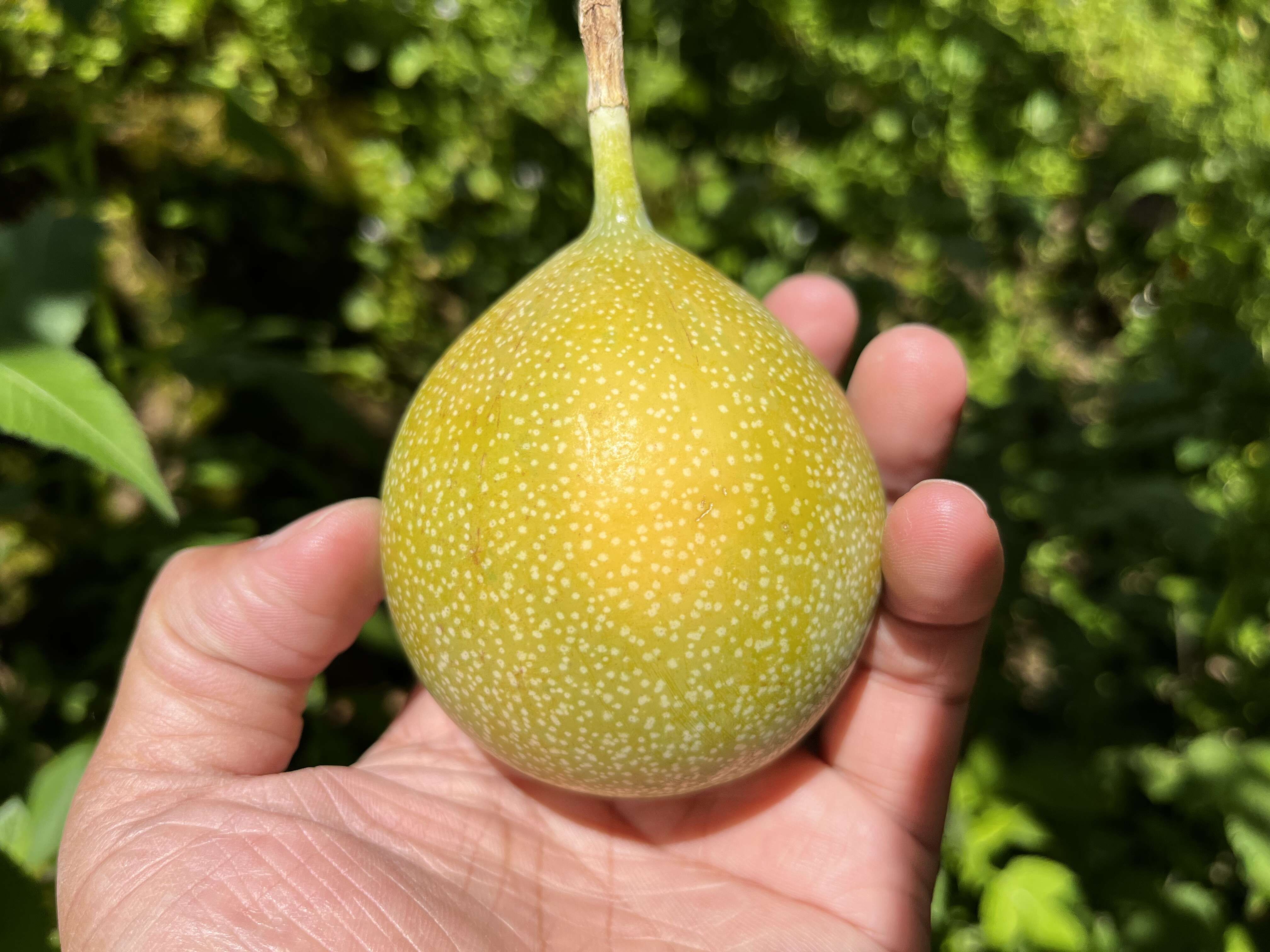 晨雨水果供應(yīng)鏈