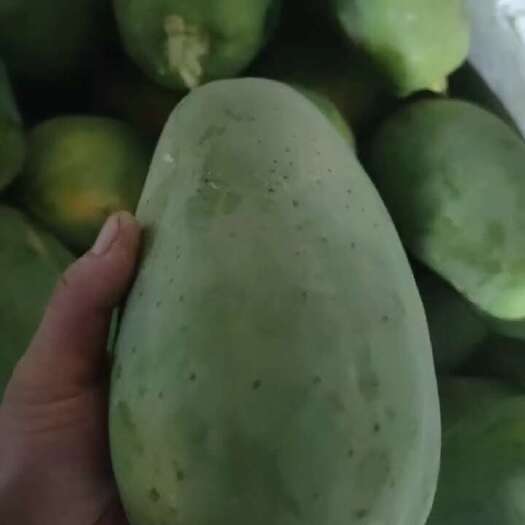 龙州县大白木瓜