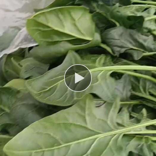 东平县大叶菠菜，新鲜，现摘