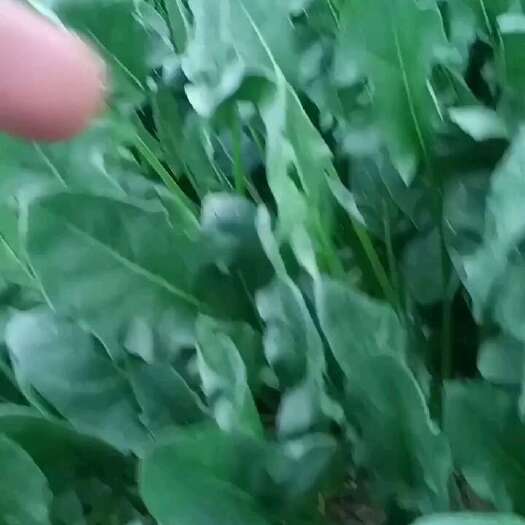 禹城市精品菠菜