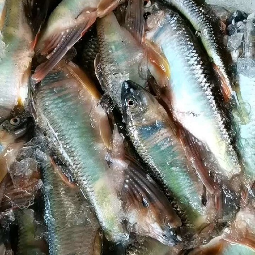 马口鱼，小嘴马口，