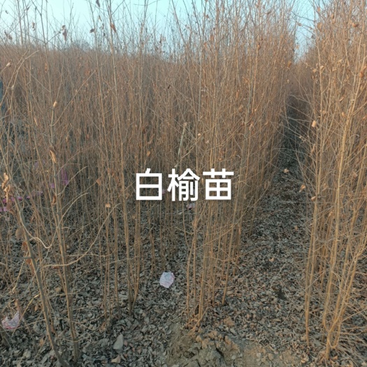赞皇县白榆苗