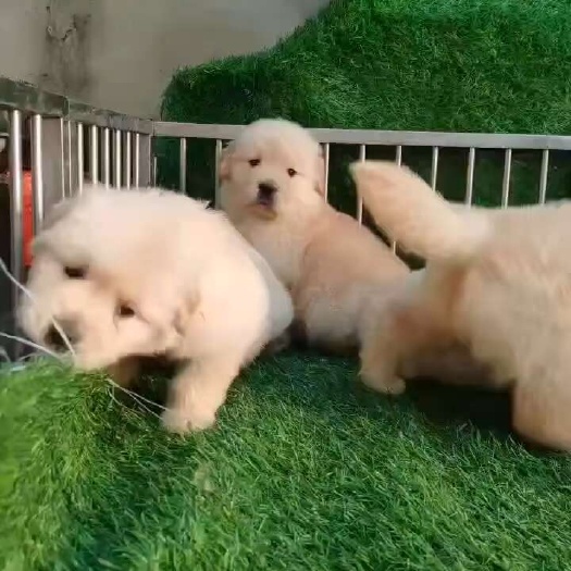 平山县精品金毛犬，价格不高，双血统