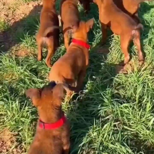 平山县精品马犬，纯种犬，大小公的母的都有，价格便宜