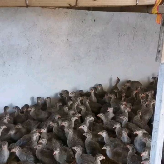 南宁珍珠鸡