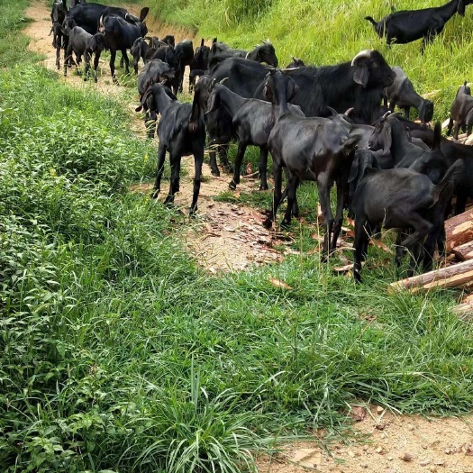 岳西县大别山土特产散养黑山羊羊羔肉羊