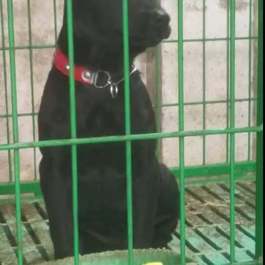 平山县精品黑狼幼犬，价格优惠，品质保证，质量保证，全国发货