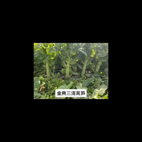 成都三青莴笋