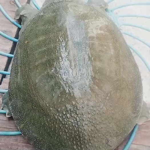 纯甲鱼现捞现发