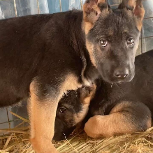 平山县德国牧羊犬，纯种犬，价格便宜