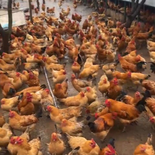 凤阳县源生态农场